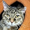 Thumbnail photo of Miss Kitty and Tiger #3