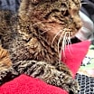 Thumbnail photo of Miss Kitty and Tiger #4