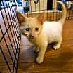 Thumbnail photo of Fergus #3