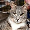 Thumbnail photo of Goose #2
