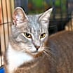 Thumbnail photo of Goose #3