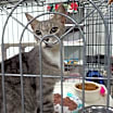 Thumbnail photo of Goose #4