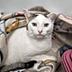 Thumbnail photo of Zelda (bonded with Piper) #2