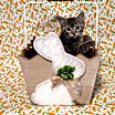 Thumbnail photo of Z Litter: Zonya PENDING ADOPTION #1