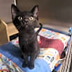 Thumbnail photo of Z Litter : Zyree #1
