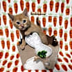 Thumbnail photo of Z Litter: Zimmerman #1