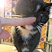 Thumbnail photo of Elvira #4