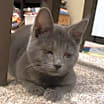 Thumbnail photo of Puddles #2