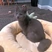Thumbnail photo of Puddles #3