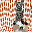 Thumbnail photo of Z Litter : Zebody PENDING ADOPTION #2