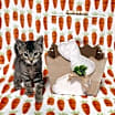 Thumbnail photo of Z Litter : Zebody PENDING ADOPTION #3