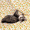 Thumbnail photo of Z Litter: Zonya PENDING ADOPTION #3