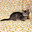 Thumbnail photo of Z Litter: Zonya PENDING ADOPTION #4