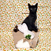 Thumbnail photo of Z Litter : Zyree #3