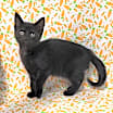 Thumbnail photo of Z Litter : Zyree #4