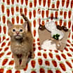 Thumbnail photo of Z Litter: Zimmerman #2