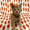 Thumbnail photo of Z Litter: Zimmerman #3
