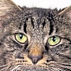 Thumbnail photo of Duke Harrington #1