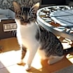Thumbnail photo of Francesca #4