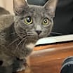 Thumbnail photo of Iris #2