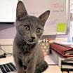 Thumbnail photo of Shadow #1