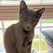 Thumbnail photo of Shadow #2