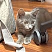 Thumbnail photo of Shadow #3