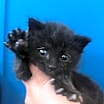 Thumbnail photo of Blinky #3