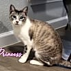 Thumbnail photo of Princess #seeks-attention #1