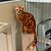 Thumbnail photo of Garfield #1