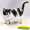Thumbnail photo of Meadow #3