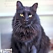 Thumbnail photo of RAVEN #1