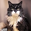 Thumbnail photo of LOLA #1