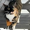 Thumbnail photo of Birdie #3