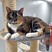 Thumbnail photo of Birdie #4