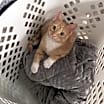 Thumbnail photo of Sunny #2
