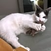 Thumbnail photo of Arlo #1