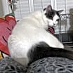 Thumbnail photo of Arlo #2