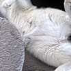 Thumbnail photo of Arlo #4