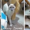 Thumbnail photo of Zoomie #2