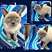Thumbnail photo of Zoomie #3