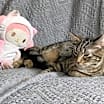 Thumbnail photo of NYZ #1