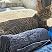 Thumbnail photo of NYZ #2