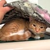 Thumbnail photo of Maeve #3