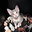 Thumbnail photo of Bunny #1