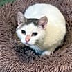 Thumbnail photo of Amelia #3