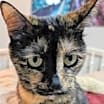 Thumbnail photo of Mouse #1