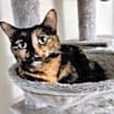 Thumbnail photo of Mouse #2