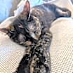 Thumbnail photo of Mouse #3