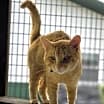 Thumbnail photo of Rodney Cat #1